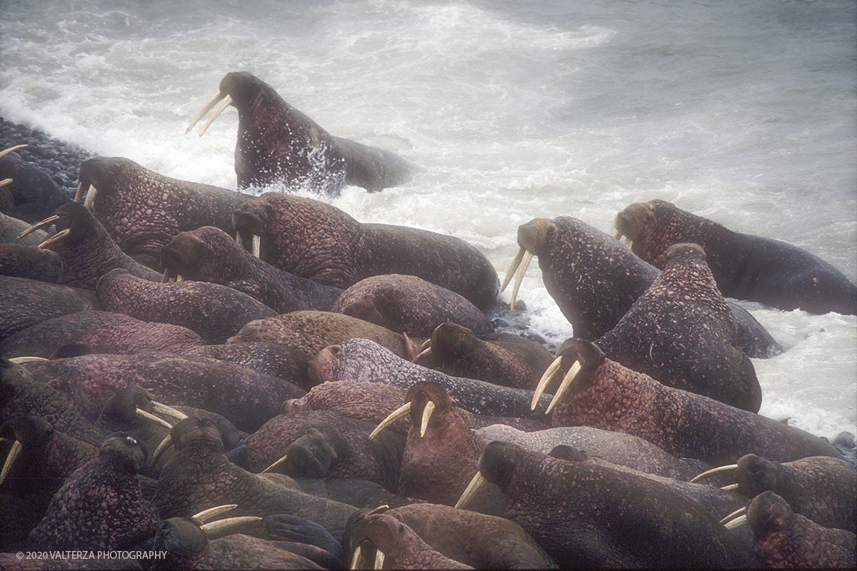 108 C SIBERIA.jpg - Luglio/Agosto 1992. Siberia, terra dei Chukchi. Nell'oceano artico  125 Km a nord-est della penisola dei Chukchi (Siberia) c'Ã¨ l'isola di Wrangel, essa ospita piÃ¹ del doppio di specie vegetali (417) di qualsiasi territorio artico a paritÃ  di superficie nonchÃ¨ 30 specie diverse di uccelli oltre ad orsi polari, foche e trichechi ; per questo motivo   Ã¨ stata proclamata patrimonio dell'umanitÃ  dall'UNESCO. Nella foto isola di Wrangell, colonia di trichechi , animali protetti, a Cape Blossom